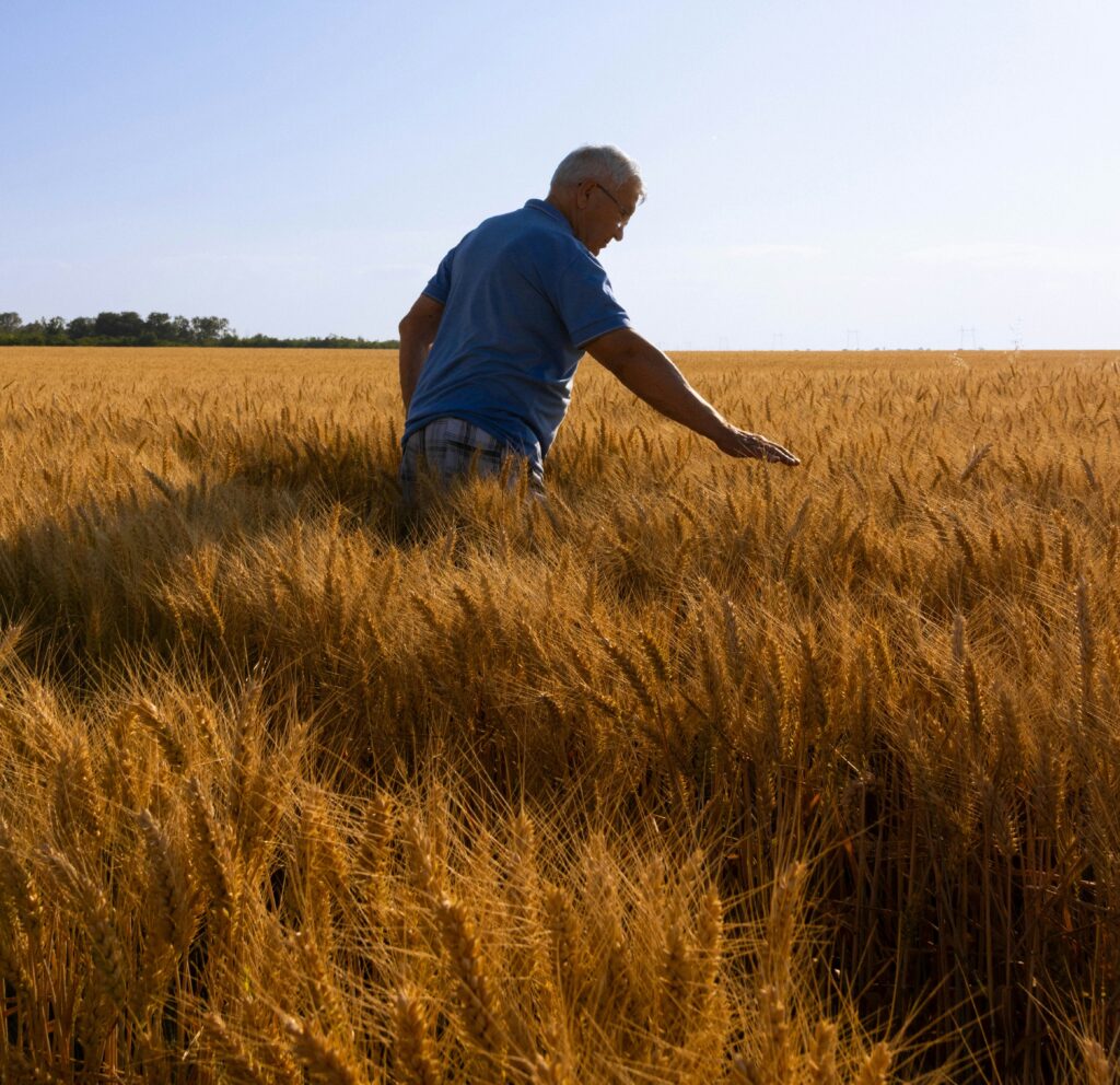 wheat field and a man 2
